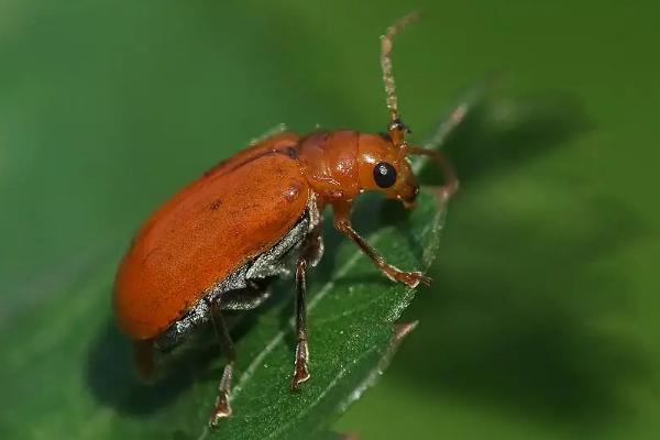 葫芦常见病虫害及其防治，葫芦的生长周期是多少天