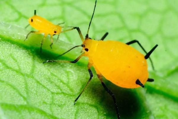 葫芦常见病虫害及其防治，葫芦的生长周期是多少天