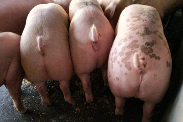 猪臀部注射正确位置，猪注射的部位有哪些