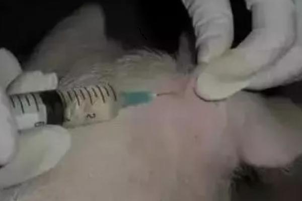 猪臀部注射正确位置，猪注射的部位有哪些