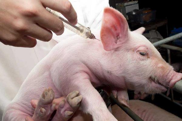 猪臀部注射正确位置，猪注射的部位有哪些