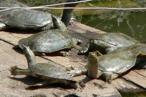 甲鱼放家里怎么养，甲鱼可以离开水多久