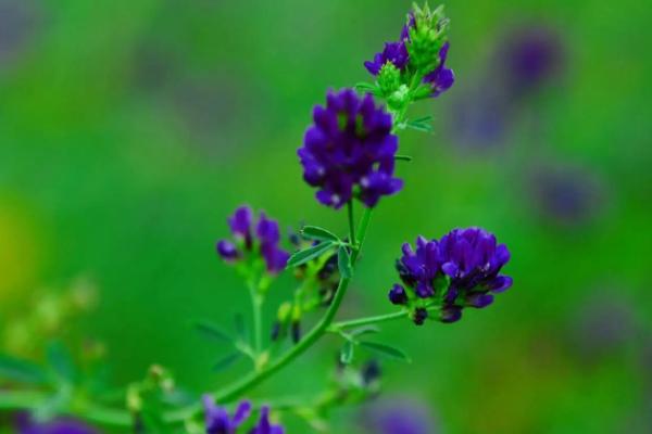 牛吃草不吃料是怎么回事,牛吃的牧草有哪些品种