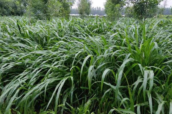 牛吃草不吃料是怎么回事,牛吃的牧草有哪些品种