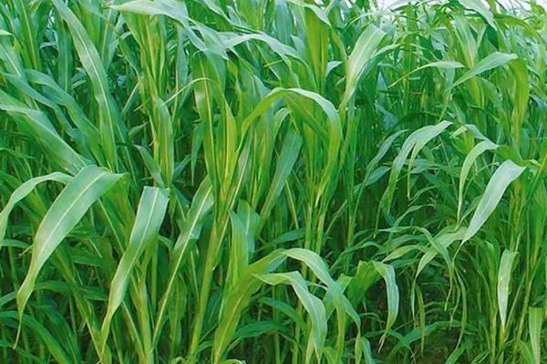 牛吃草不吃料是怎么回事,牛吃的牧草有哪些品种