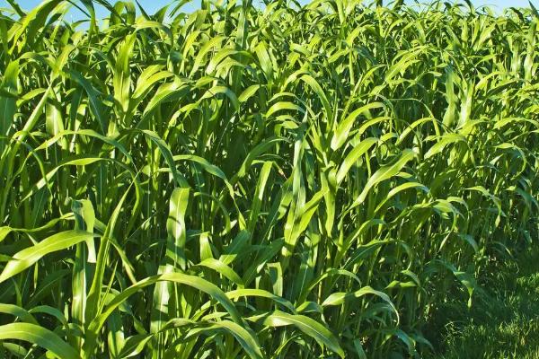 牛吃草不吃料是怎么回事,牛吃的牧草有哪些品种