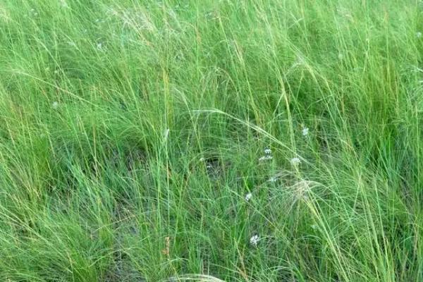 牛吃草不吃料是怎么回事,牛吃的牧草有哪些品种