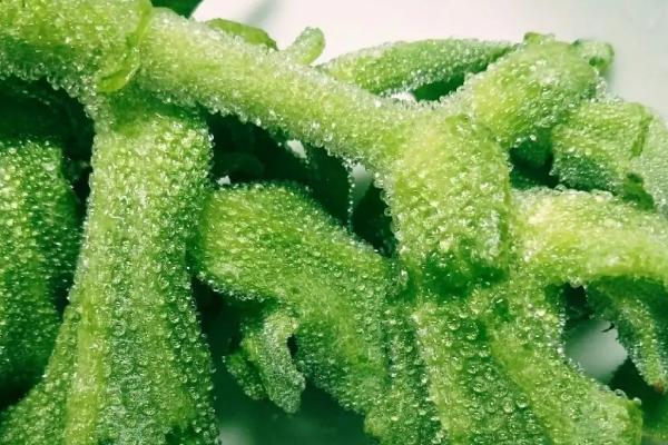 牛吃草不吃料是怎么回事,牛吃的牧草有哪些品种