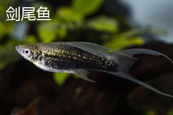 鱼是如何受精繁殖的,鱼繁殖的季节是几月份