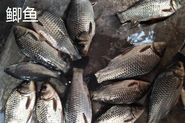 鱼是如何受精繁殖的,鱼繁殖的季节是几月份