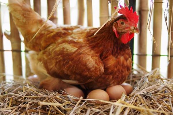 母鸡的性格特点，母鸡一般在什么时候会叫