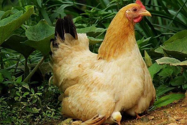 母鸡的性格特点，母鸡一般在什么时候会叫