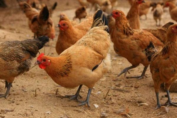 母鸡的性格特点，母鸡一般在什么时候会叫