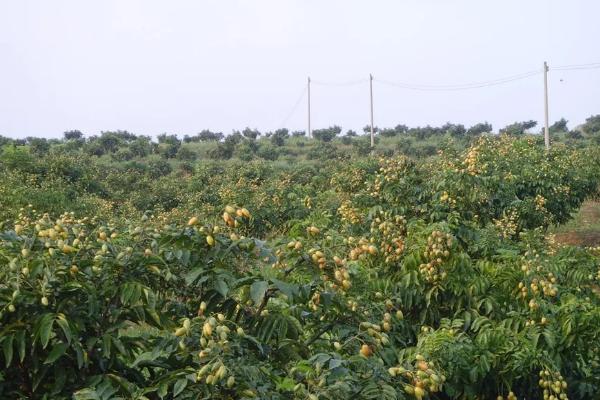 黄皮果树的栽培与管理，黄皮是什么季节的水果