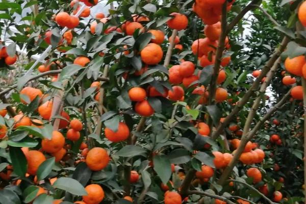 沙糖桔的种植技术与管理,附沙糖桔的产地