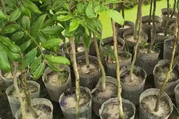 黄皮果树的栽培与管理，黄皮是什么季节的水果