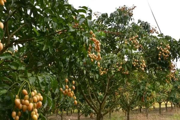 黄皮果树的栽培与管理，黄皮是什么季节的水果