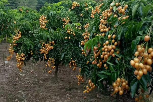 黄皮果树的栽培与管理，黄皮是什么季节的水果