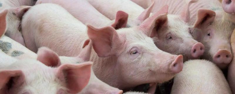 对猪致病性较强的球虫是,球虫病有什么症状