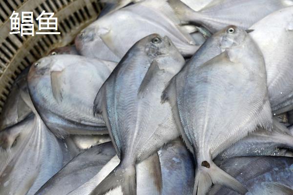 鱼是如何受精繁殖的,鱼繁殖的季节是几月份