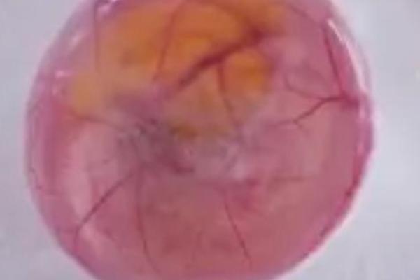 用手剥的小鸡能活吗，小鸡的孵化过程