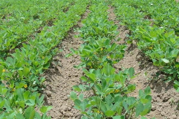 种花生的正确方法