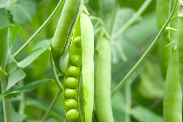 种豆可以肥田是因为豆科植物根上的根瘤菌具有什么能力，豆科植物有哪些