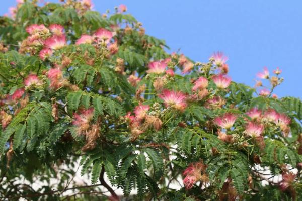 种豆可以肥田是因为豆科植物根上的根瘤菌具有什么能力，豆科植物有哪些