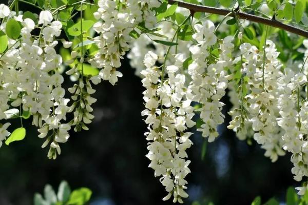 种豆可以肥田是因为豆科植物根上的根瘤菌具有什么能力，豆科植物有哪些