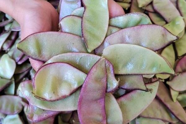 种豆可以肥田是因为豆科植物根上的根瘤菌具有什么能力，豆科植物有哪些