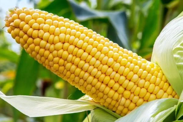 好的玉米种子不具备什么条件,玉米种子什么品种好