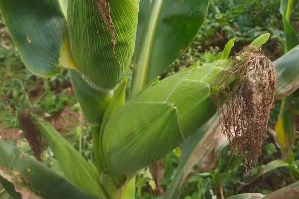 好的玉米种子不具备什么条件,玉米种子什么品种好