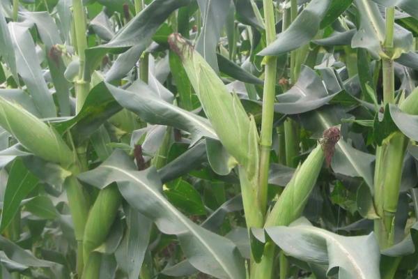 好的玉米种子不具备什么条件,玉米种子什么品种好