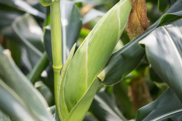 好的玉米种子不具备什么条件,玉米种子什么品种好