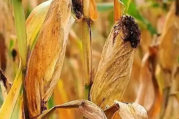 好的玉米种子不具备什么条件,玉米种子什么品种好