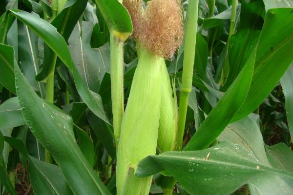 好的玉米种子不具备什么条件,玉米种子什么品种好