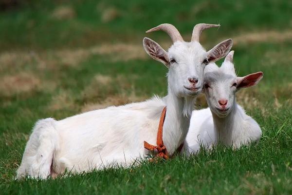 山羊常见11种病及防治