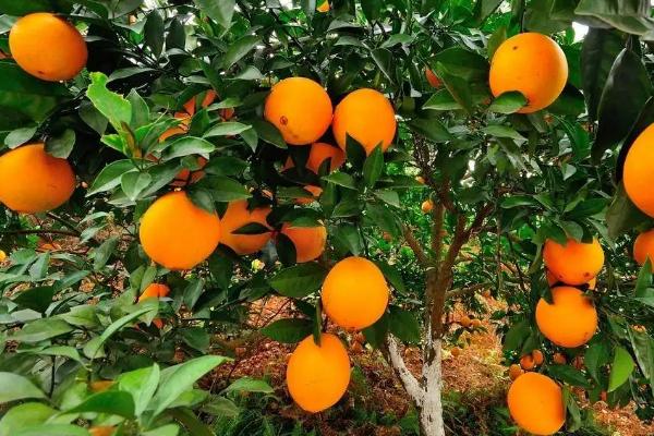 脐橙一年打药表，附种植方法