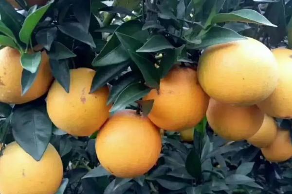 脐橙一年打药表，附种植方法