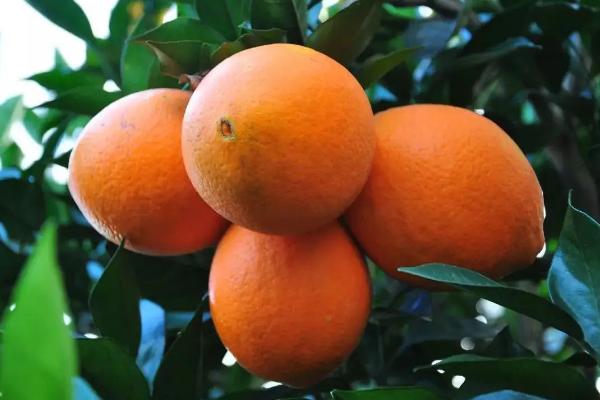 脐橙一年打药表，附种植方法