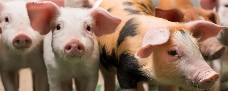 猪身上有红色的点点是怎么回事,是什么原因导致的