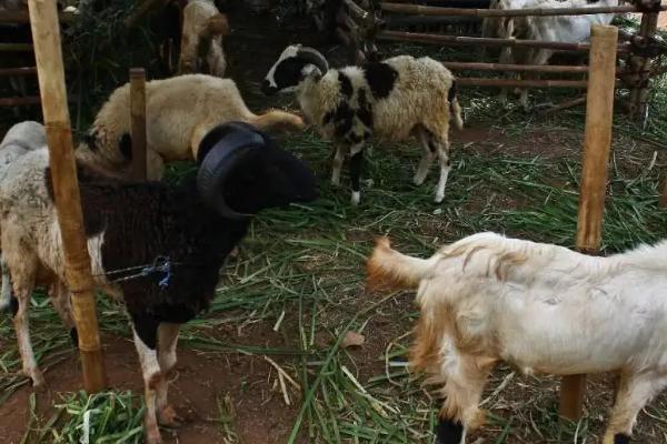 养羊必备十种药,常见的病有哪些