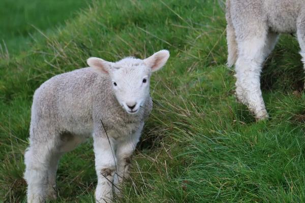 养羊必备十种药,常见的病有哪些