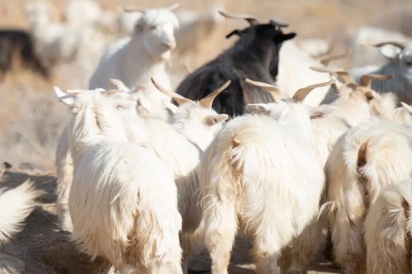 养羊必备十种药,常见的病有哪些