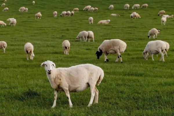 养羊必备十种药,常见的病有哪些