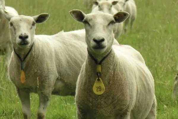 养羊必备十种药,常见的病有哪些