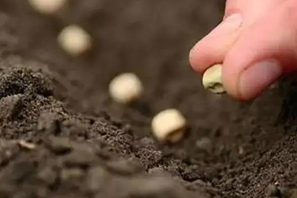 关中地区冬小麦最佳播种时期,小麦怎么种