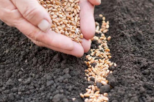 关中地区冬小麦最佳播种时期,小麦怎么种