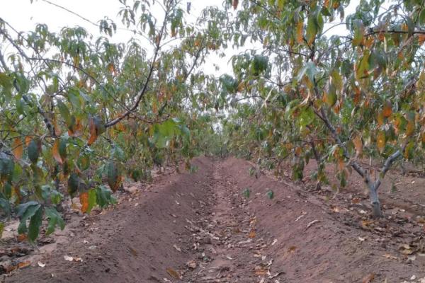 开春清园打什么药,冬季清园的时间是什么时候