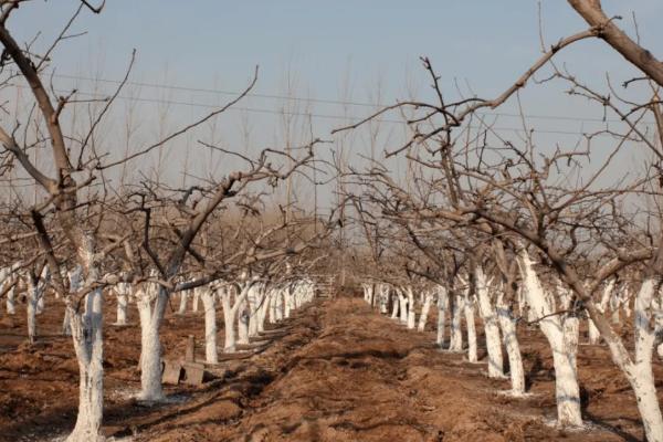 开春清园打什么药,冬季清园的时间是什么时候